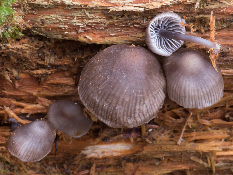 Mycena flos-nivium